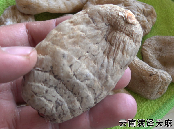 天麻10.jpg
