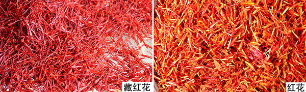 藏红花16.jpg