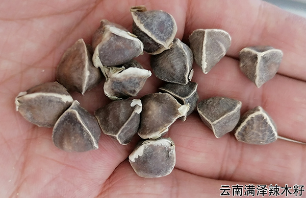 辣木籽28.jpg