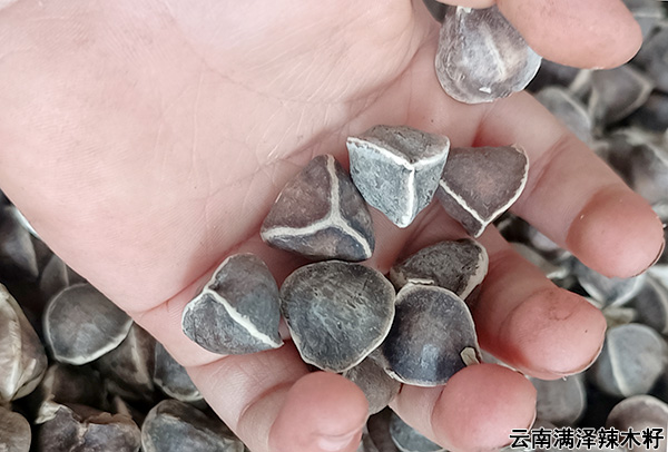 云南辣木籽25.jpg