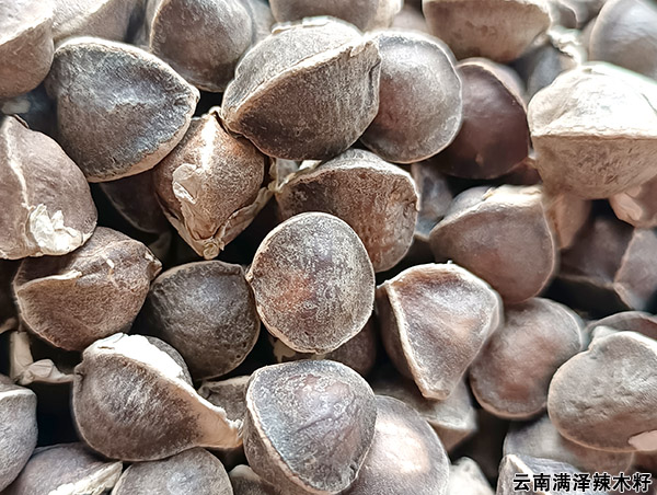 辣木籽39.jpg