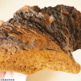 桦树茸大块