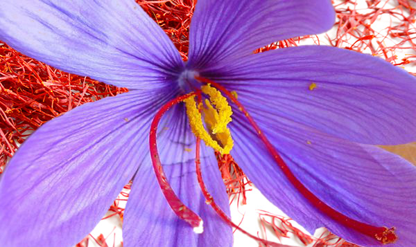藏红花15.jpg