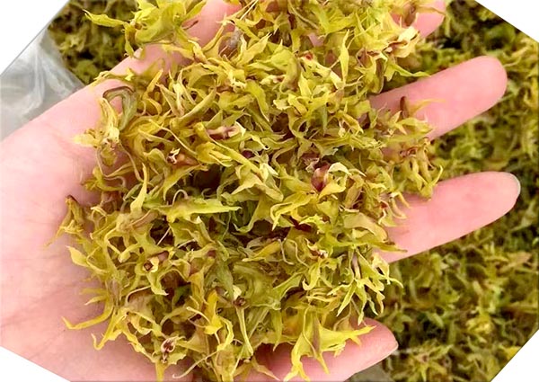 铁皮石斛花6.jpg