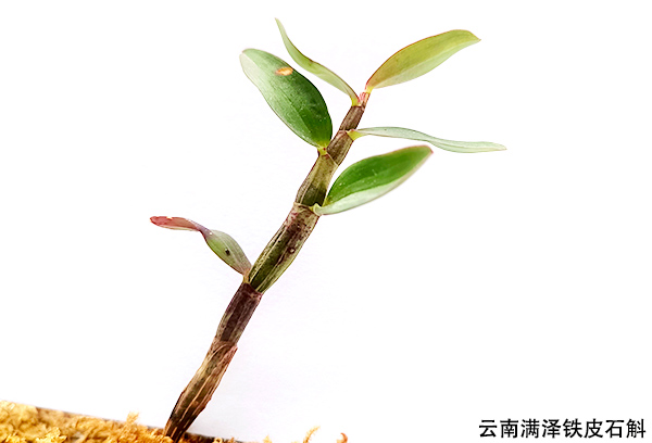 云南铁皮石斛1.jpg